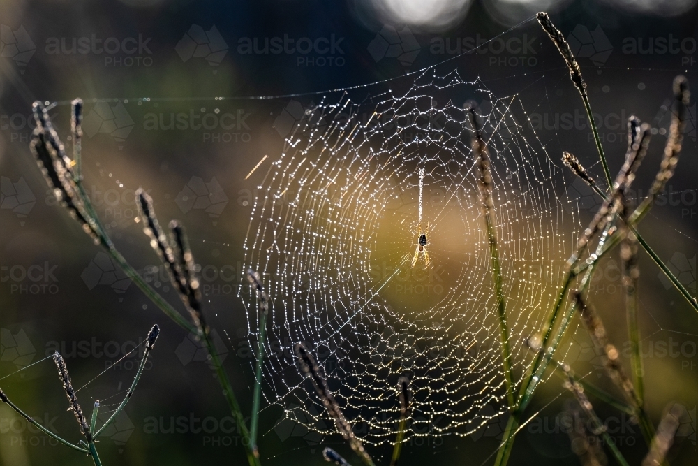 Close up shot of a spider on a spider web - Australian Stock Image