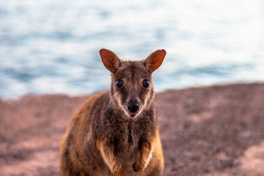 close up shot of a wallaby standing on a rock looking at the camera - Australian Stock Image