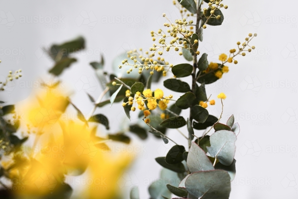 Close up shot of a wattle plant - Australian Stock Image