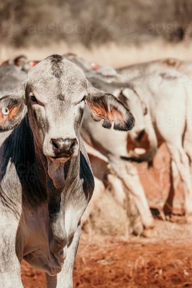 Close up shot of a white calf - Australian Stock Image