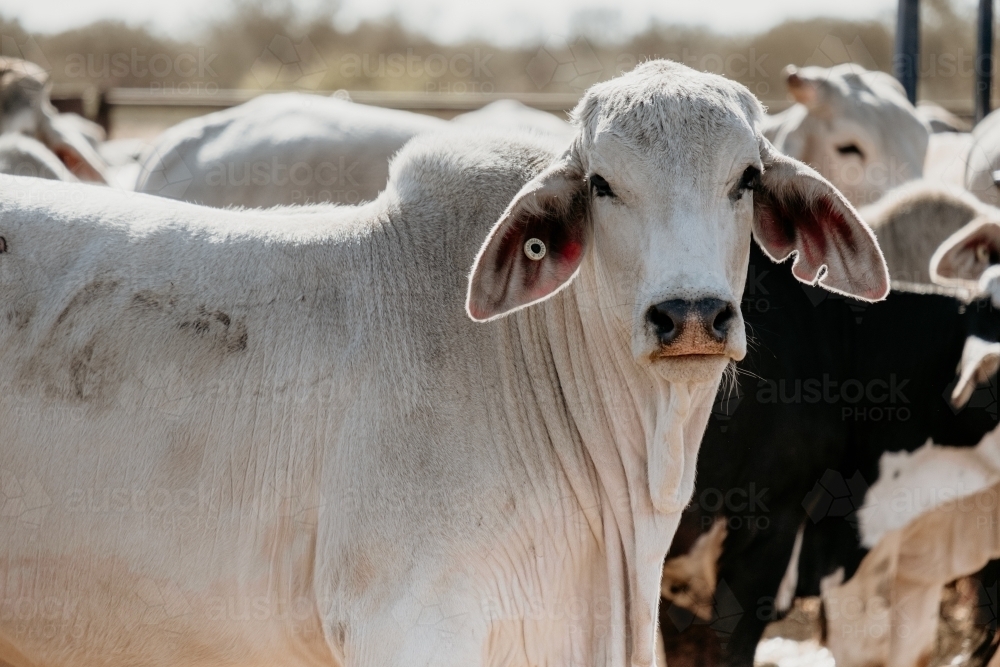 Close up shot of a white cow - Australian Stock Image