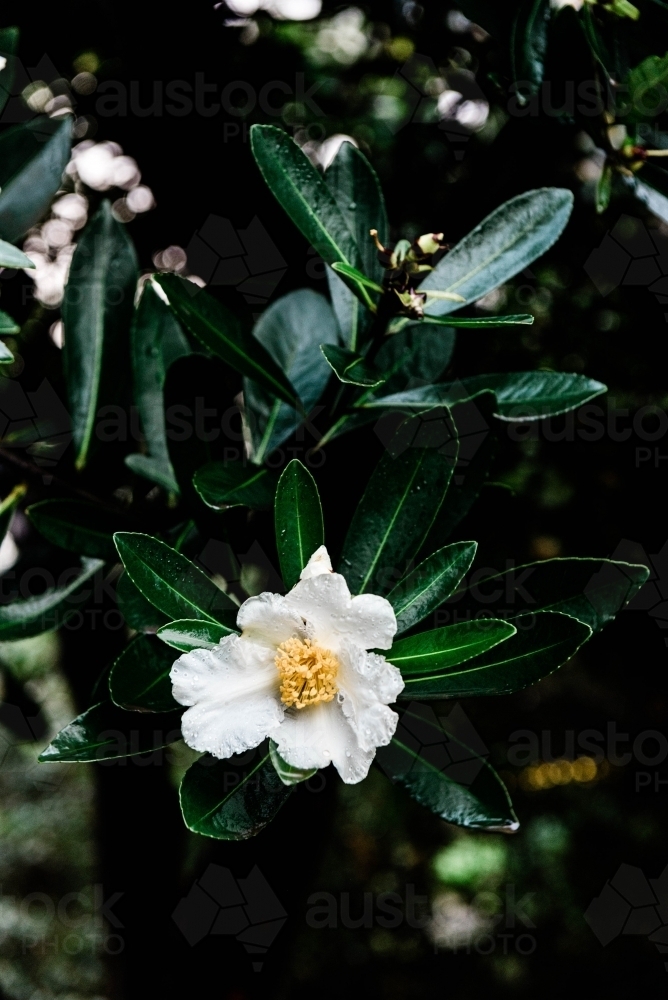 Close up shot of a white flower - Australian Stock Image
