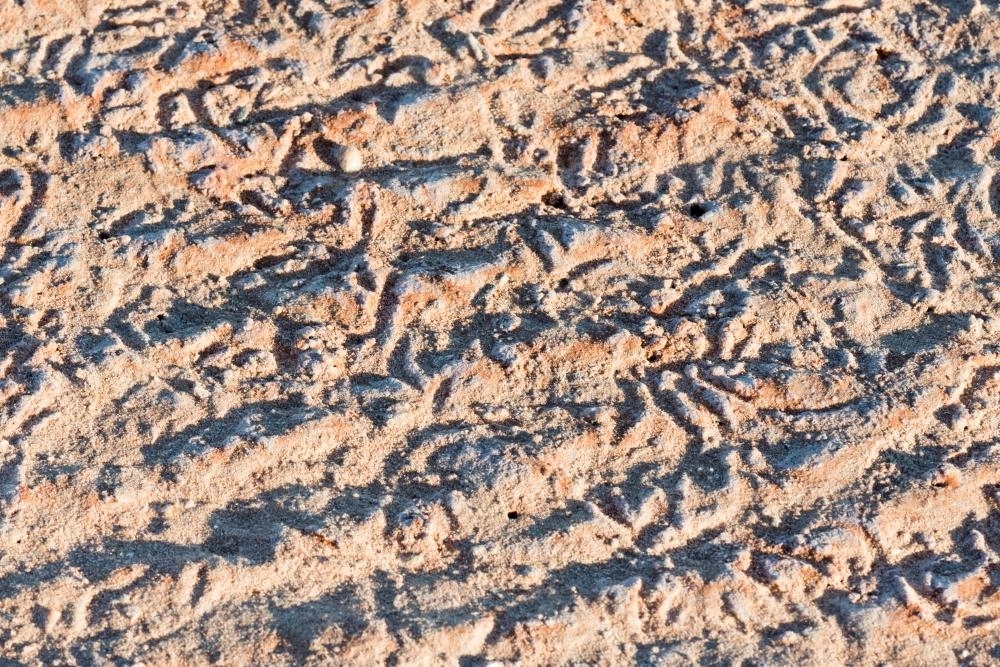 close up shot of animal tracks in beach sand - Australian Stock Image