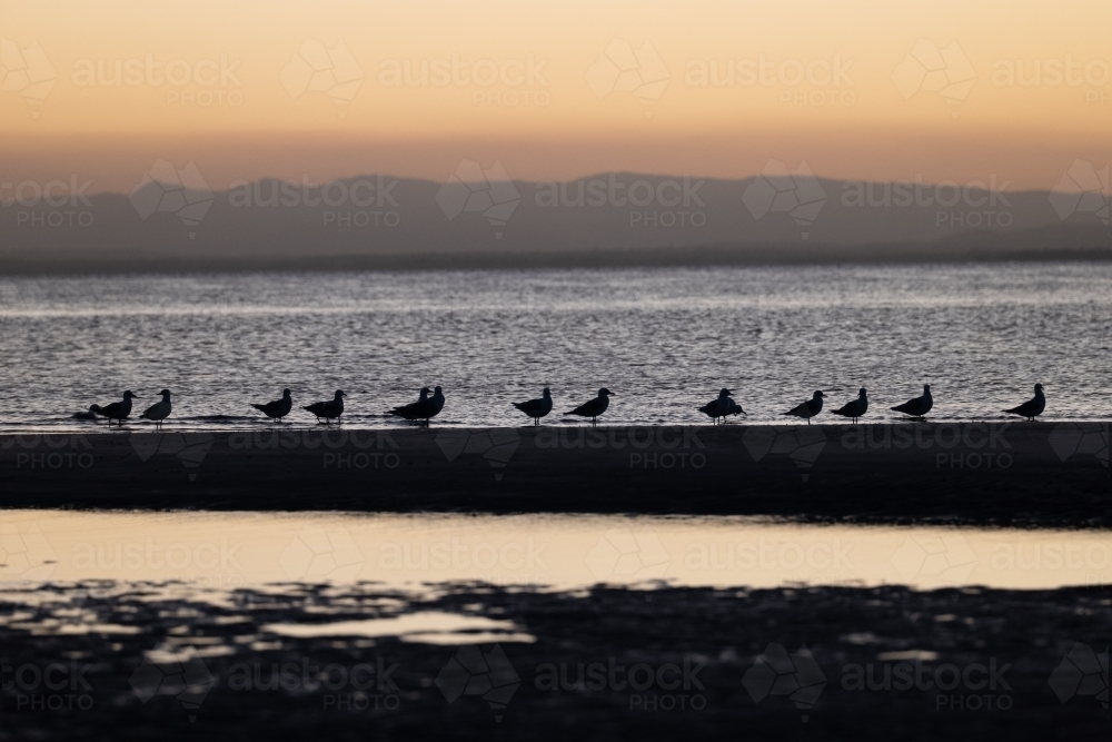 Close up shot of birds on beach shore at sunset - Australian Stock Image