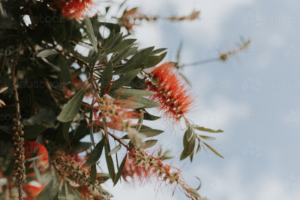 close up shot of bottlebrushes at day time - Australian Stock Image