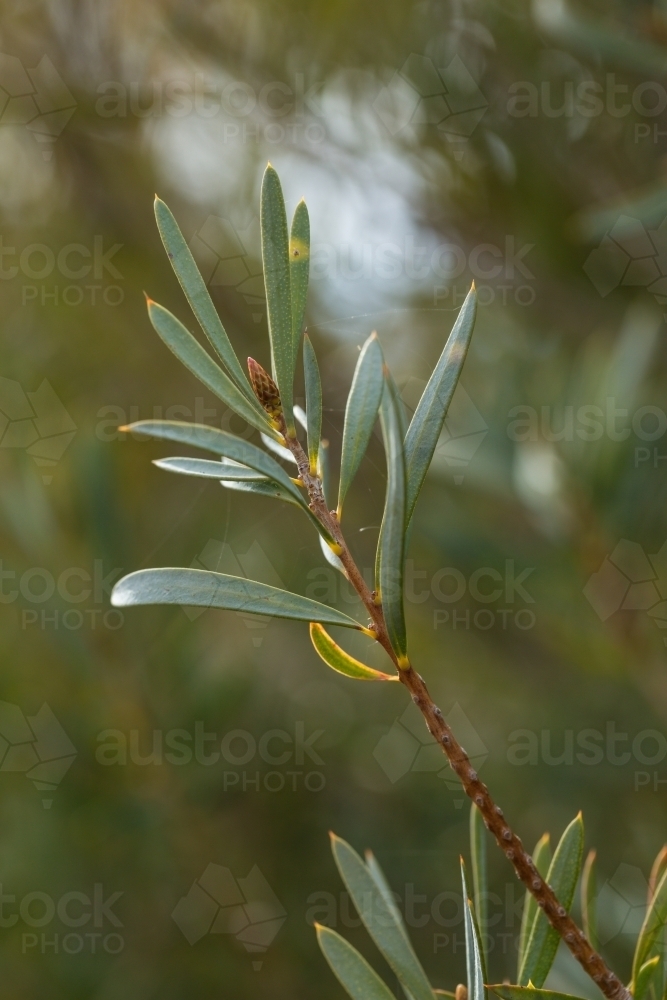 Close up shot of callistemon leaves and bud - Australian Stock Image