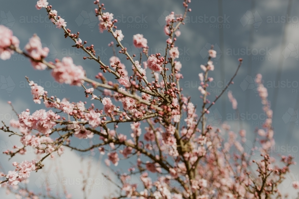 Close up shot of cherry blossoms - Australian Stock Image