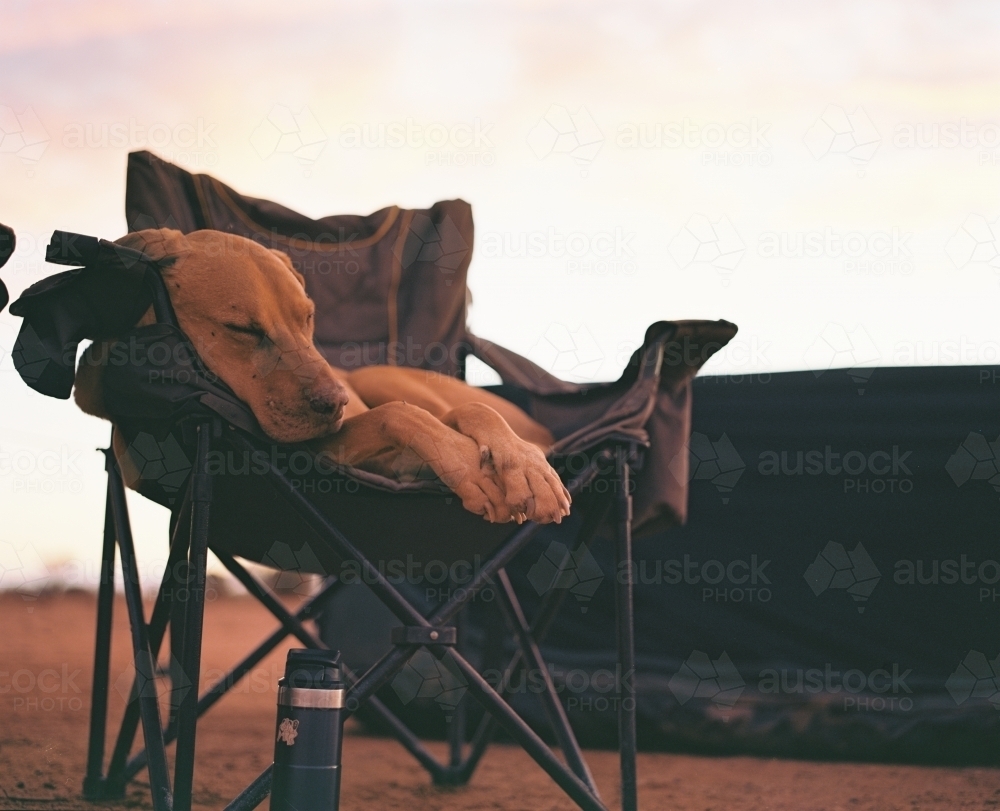 Close up shot of dog sleeping on a foldable chair - Australian Stock Image