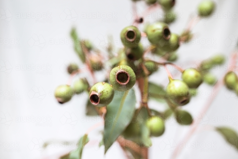 Close up shot of eucalyptus gum nuts and leaves - Australian Stock Image