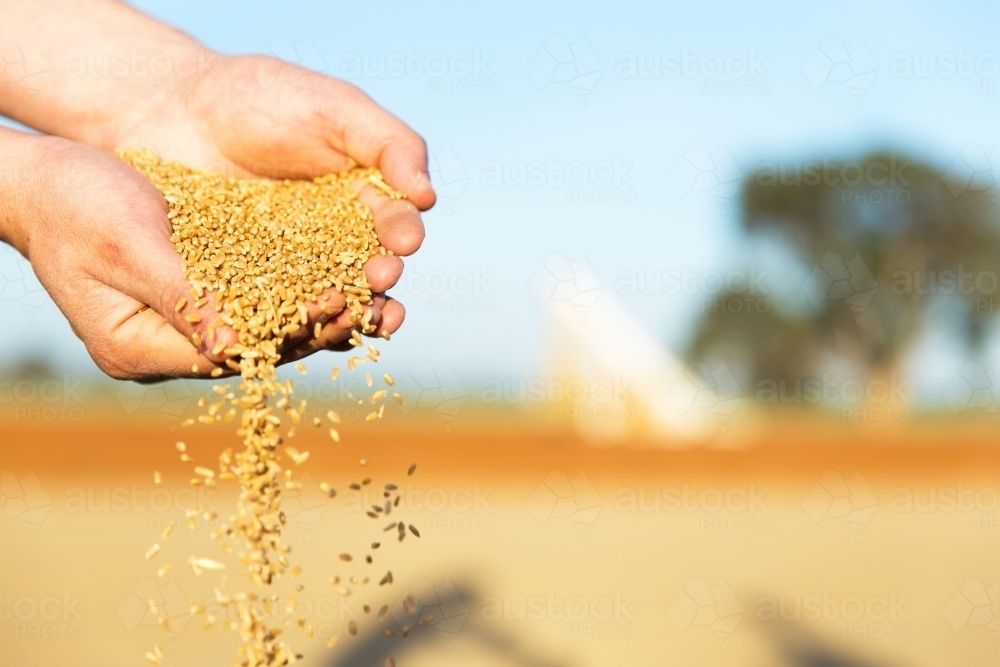 Close up shot of grains in the hands of man and falling - Australian Stock Image