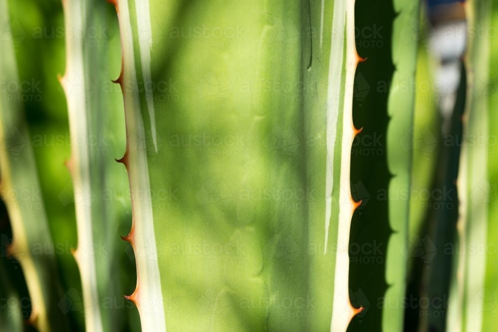 Close up shot of green spines of aloe vera cactus - Australian Stock Image