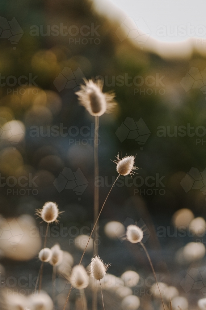 Close up shot of hare's tale grass - Australian Stock Image