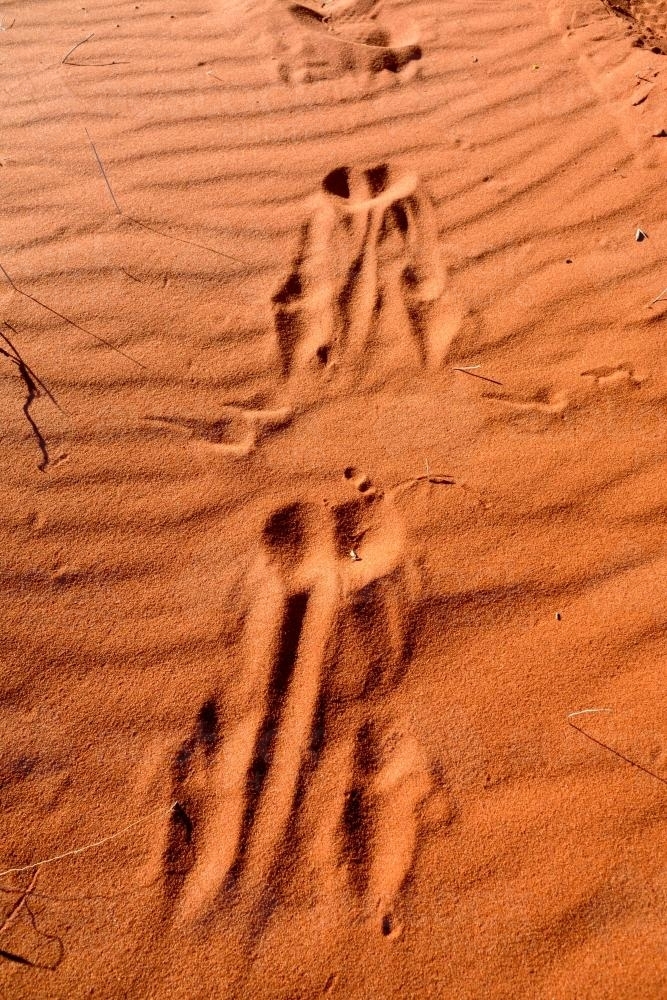 Close up shot of kangaroo footprints in rippled orange desert sand - Australian Stock Image