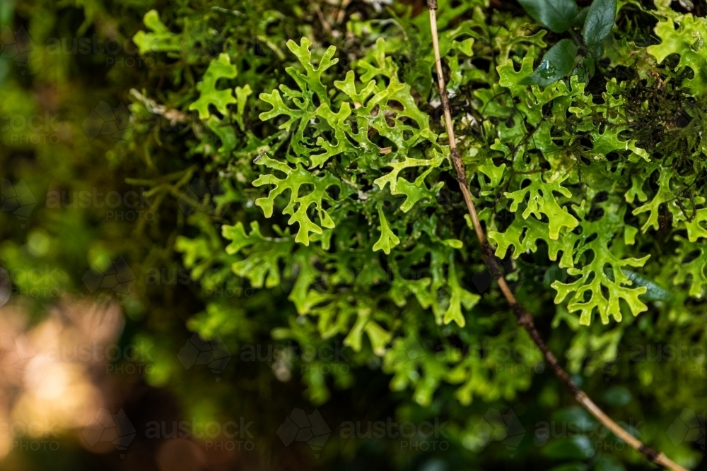 Close up shot of lusciously green moss or lichen - Australian Stock Image