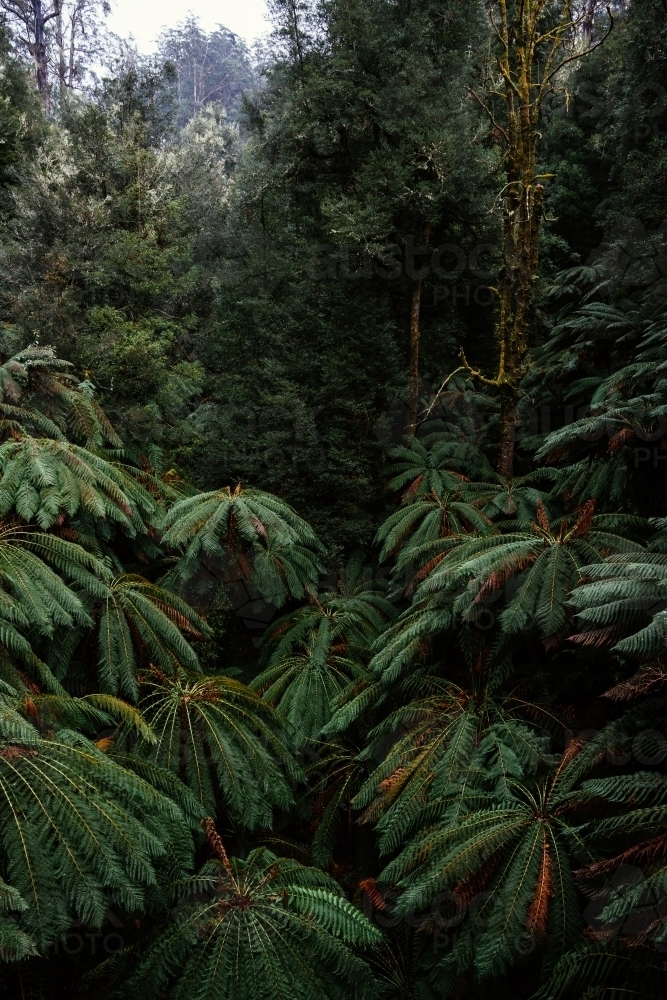 Close up shot of palm tree forest - Australian Stock Image
