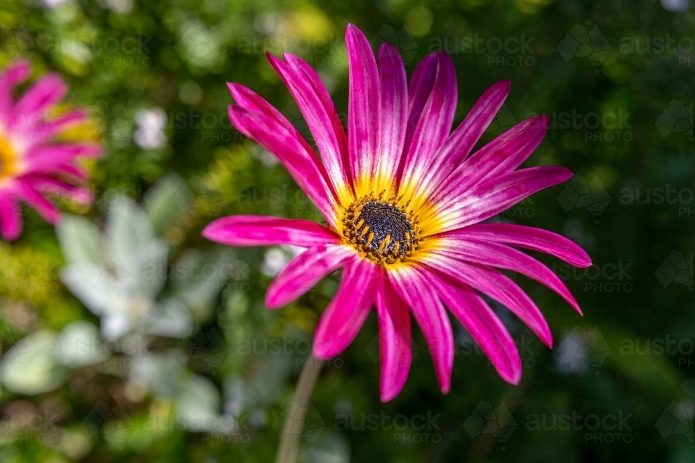 Close-up shot of pink flower - Australian Stock Image