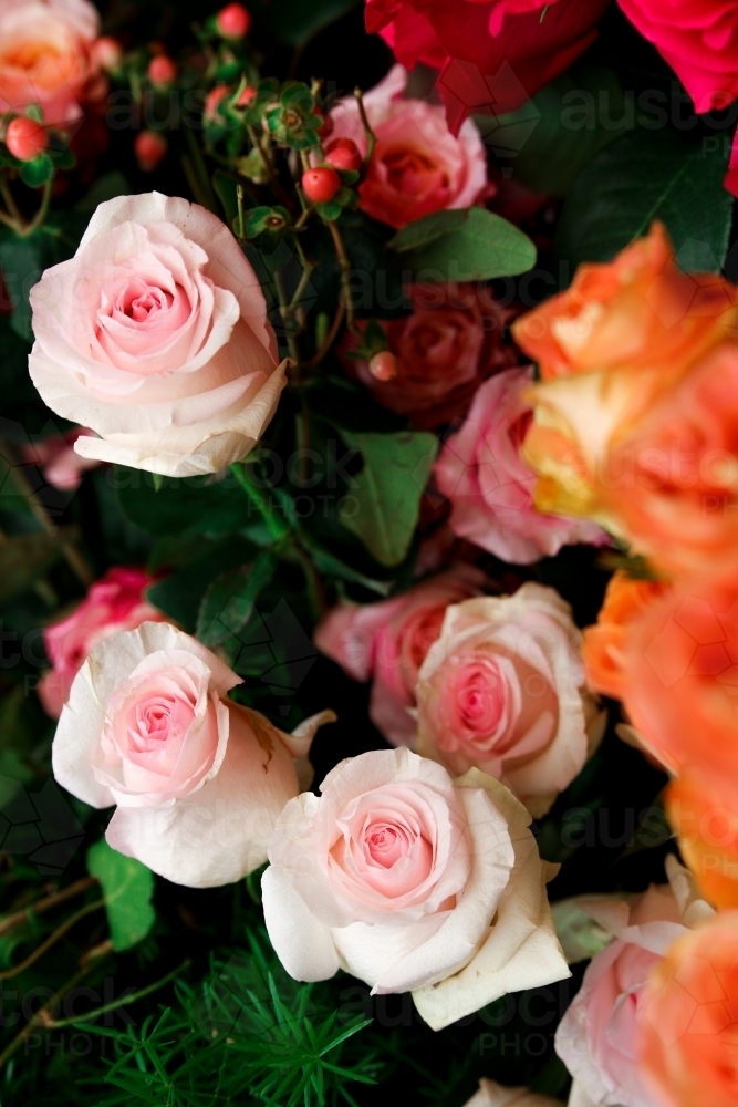 Close up shot of pink rose bouquet - Australian Stock Image