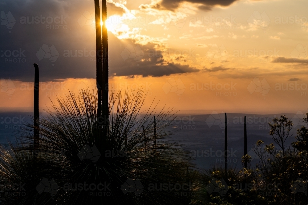 close up shot of plants at sunset - Australian Stock Image