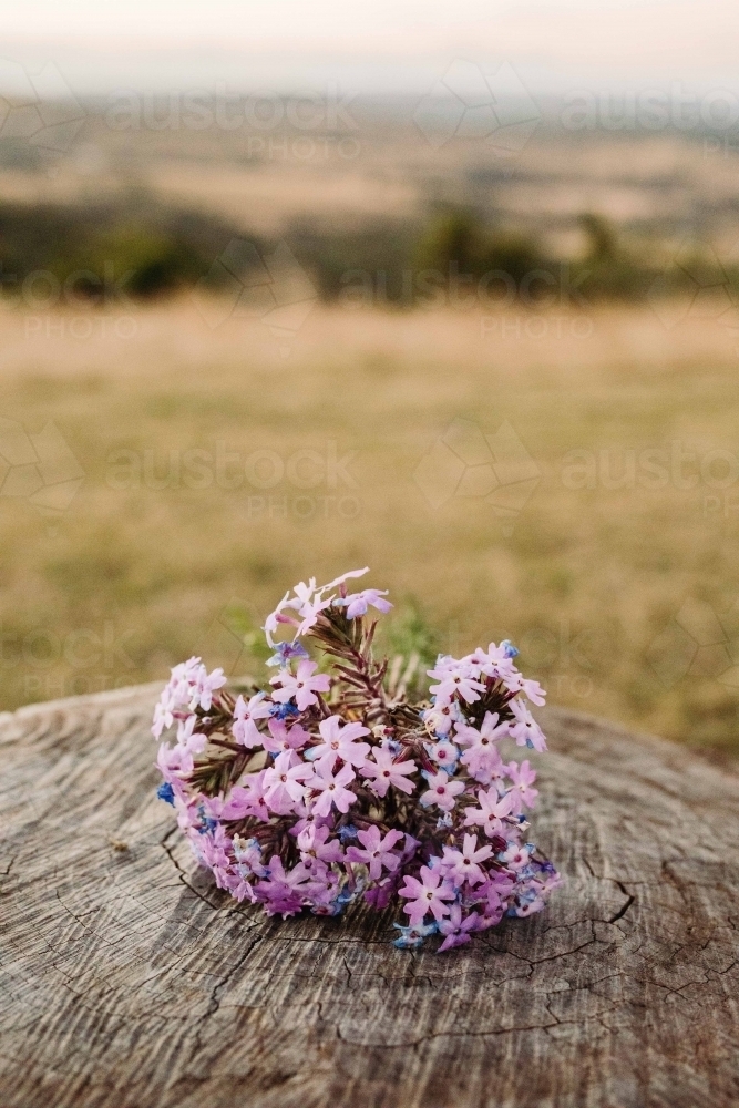 Close up shot of purple flowers - Australian Stock Image