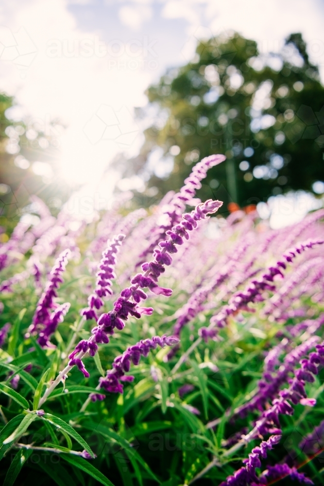 Close up shot of purple flowers in the sunlight - Australian Stock Image