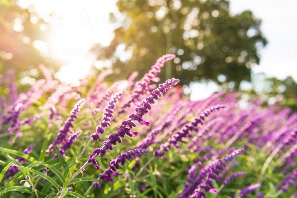 Close up shot of purple flowers in the sunlight - Australian Stock Image
