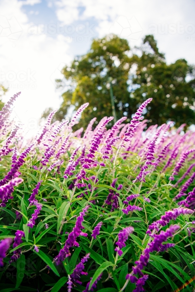 Close up shot of purple lavender flowers - Australian Stock Image