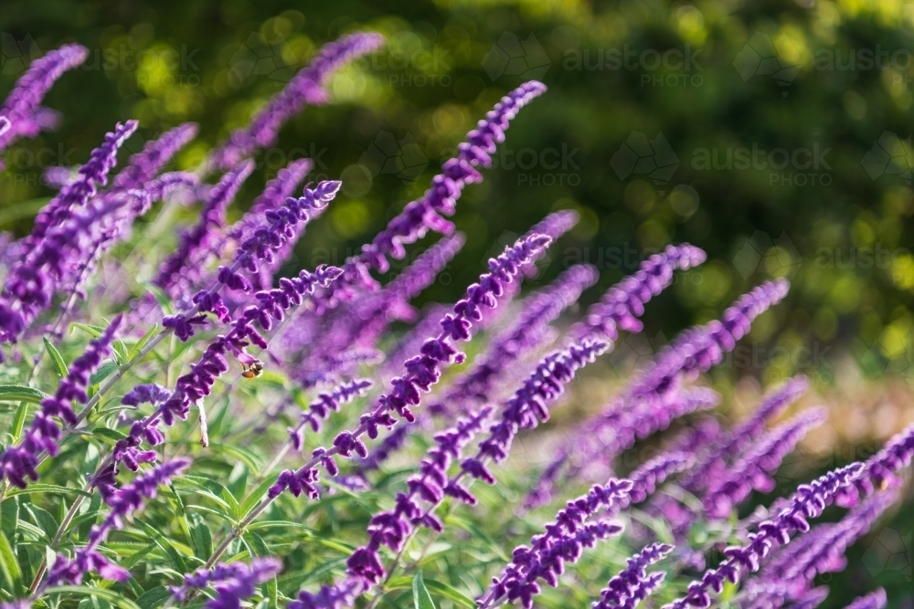 Close up shot of purple lavender flowers - Australian Stock Image