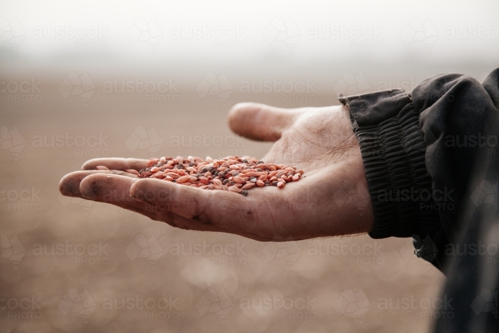 Close up shot of seeds on a man's hand - Australian Stock Image