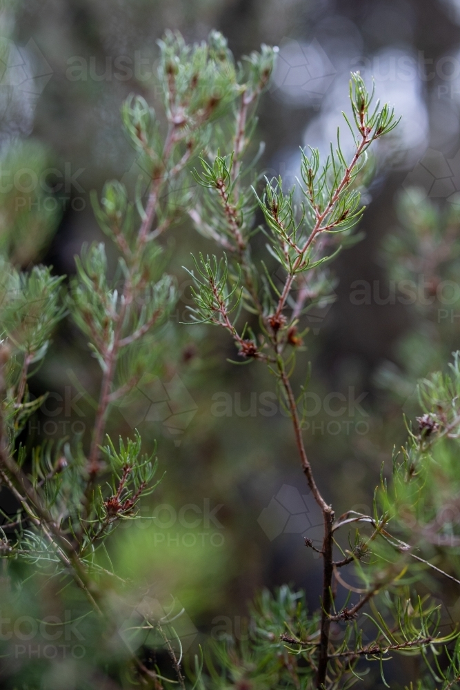 Close-up shot of shrub - Australian Stock Image