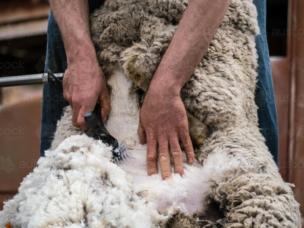 Close up shot of the belly of a sheep being shorn - Australian Stock Image