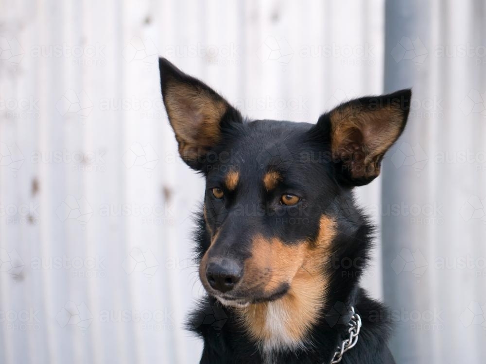 Close up shot of the face of an alert Kelpie dog - Australian Stock Image