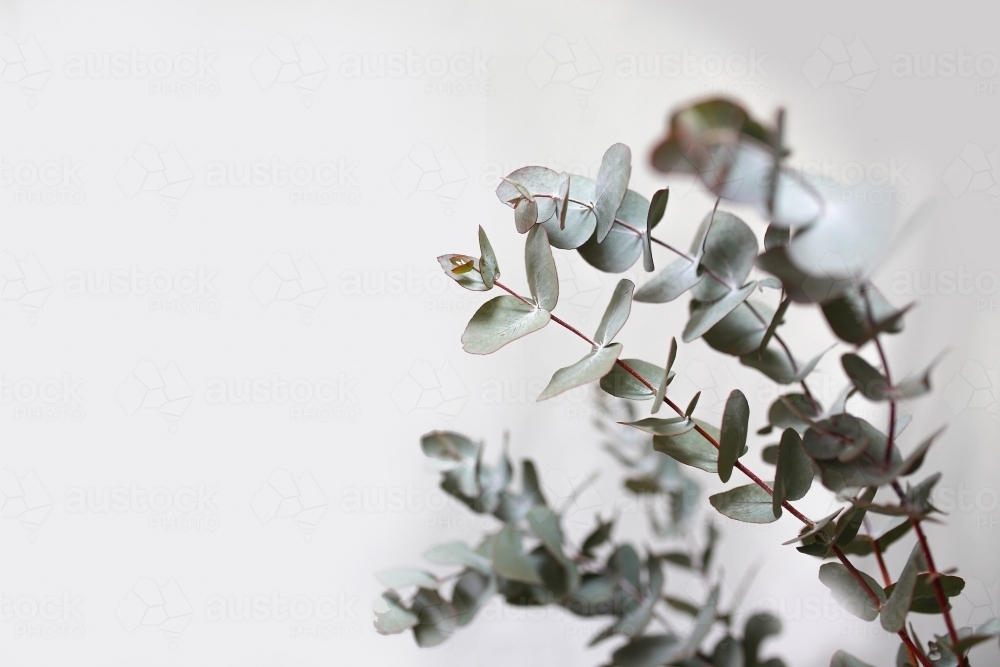 Close up shot of wattle leaves - Australian Stock Image