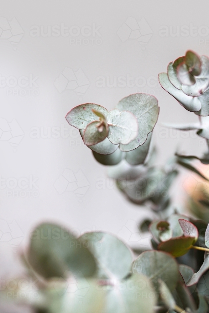 Close up shot of wattle leaves - Australian Stock Image