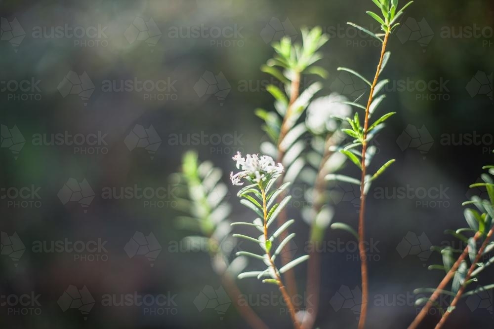 close up shot of wild flowers on the Newcastle coastline - Australian Stock Image