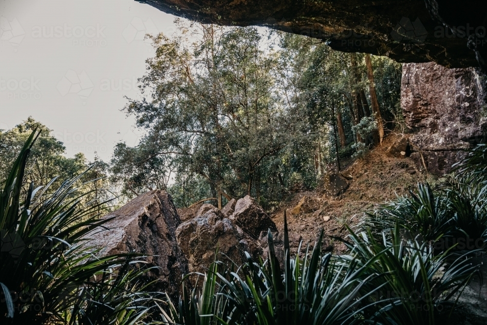 Close up shot of wild plants and big rocks in a forest - Australian Stock Image