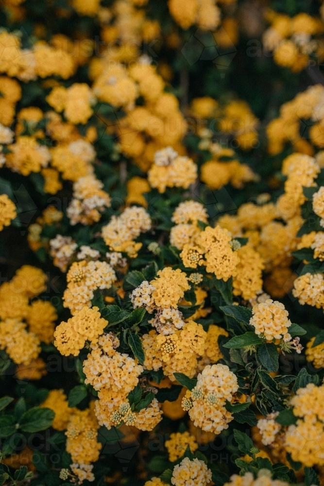 Close up shot of yellow alyssum flowers - Australian Stock Image