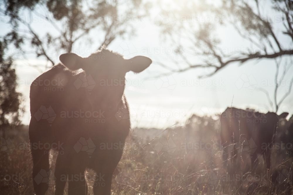 Close up silhouette of young calf in a paddock - Australian Stock Image