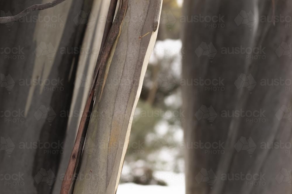 Close up tree trunks of ghost gums in the highlands with snow - Australian Stock Image