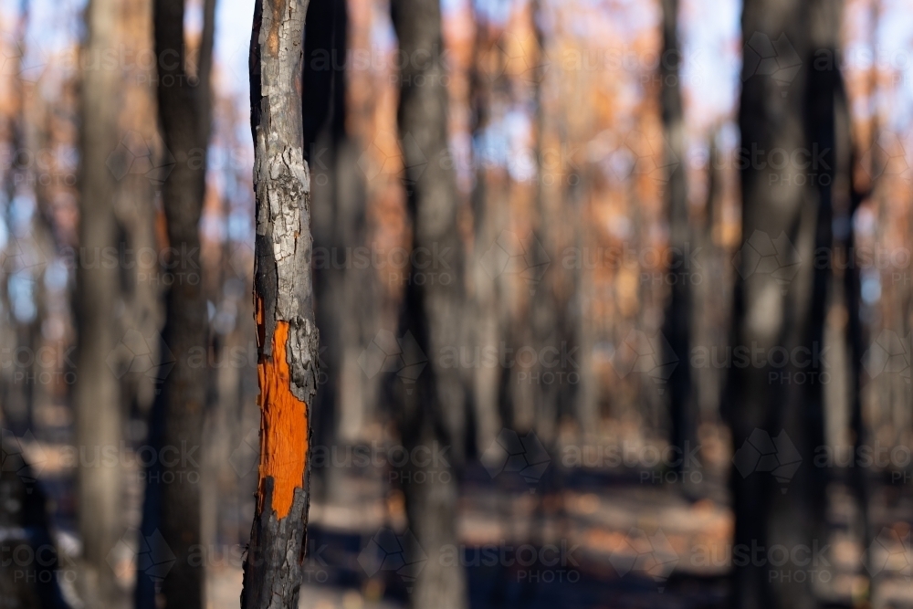 Close-up view of a burnt and charred trunk of tree - Australian Stock Image