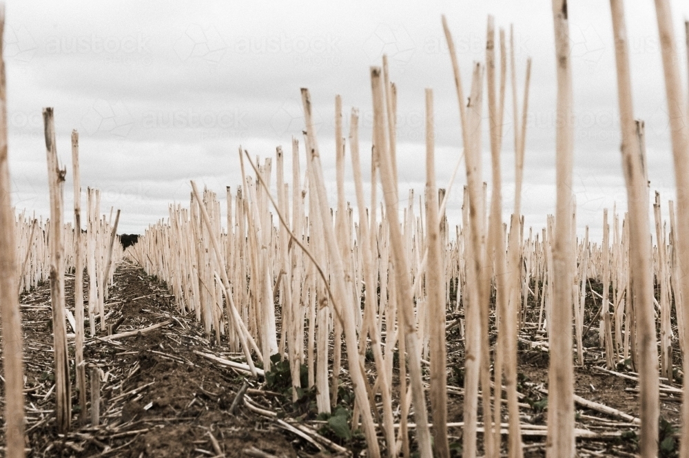 close up view of a harvested field of wheat stalks - Australian Stock Image