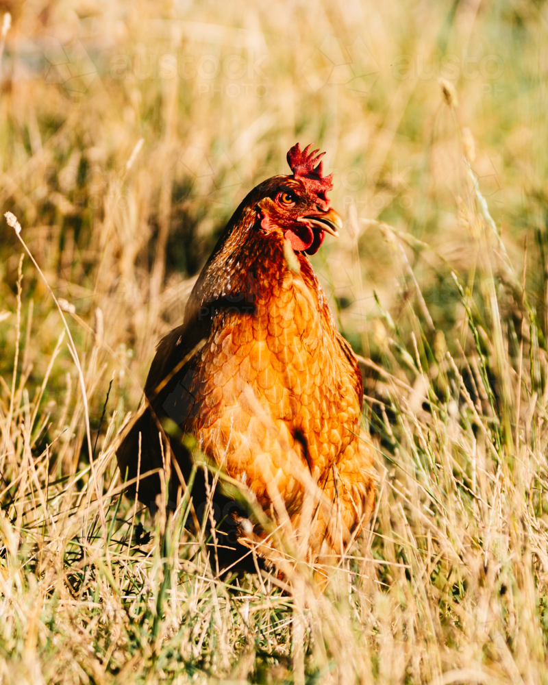 Close-up view of a hen standing alert in grass - Australian Stock Image
