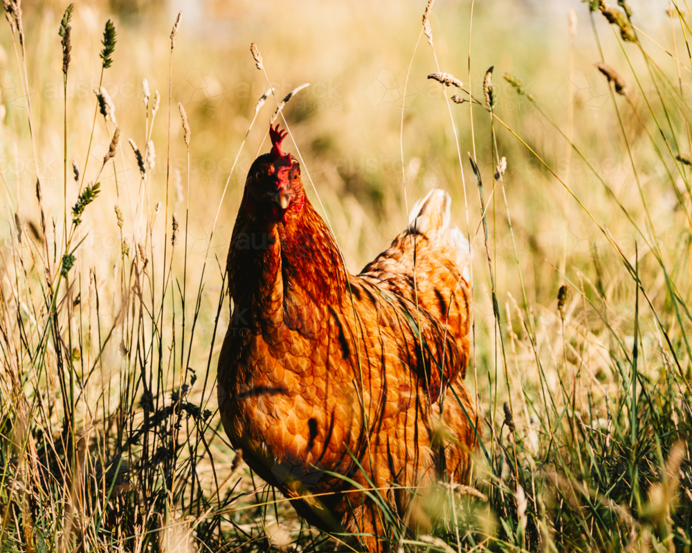 Close-up view of a hen standing alert in grass - Australian Stock Image