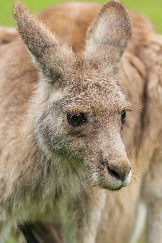 Close up view of a kangaroo's head and face with large ears - Australian Stock Image