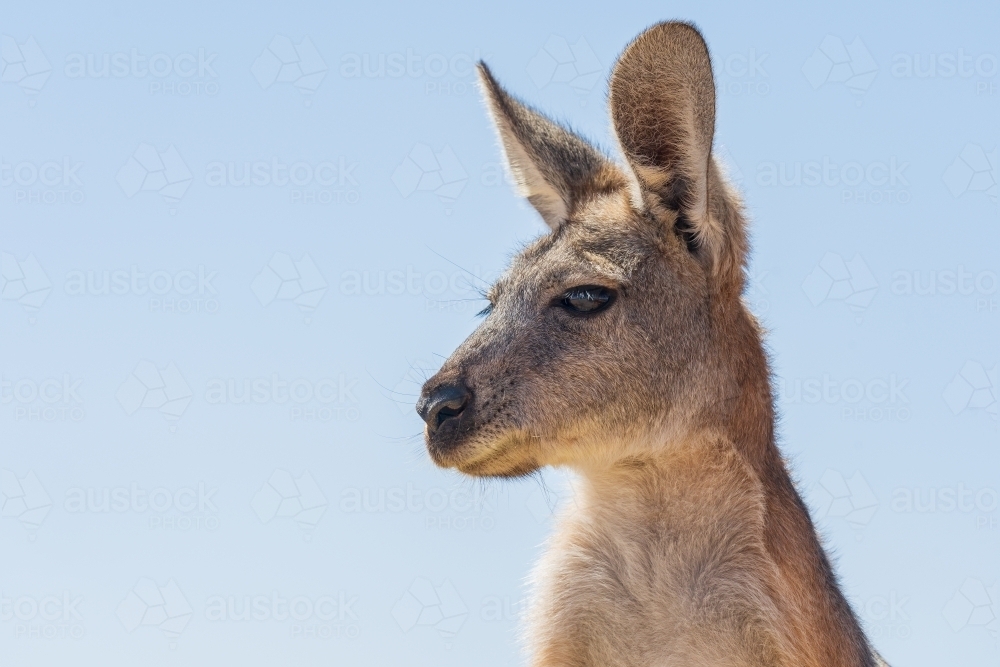 Close up view of a kangaroo's head and face with large ears - Australian Stock Image