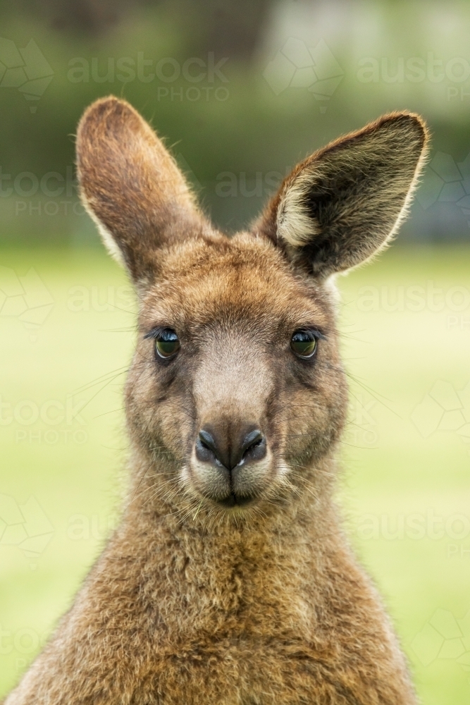 Close up view of a kangaroo's head and face with large ears staring straight ahead - Australian Stock Image