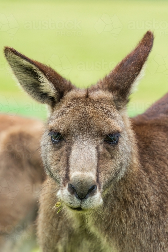 Close up view of a kangaroo's head and face with large ears staring straight ahead - Australian Stock Image