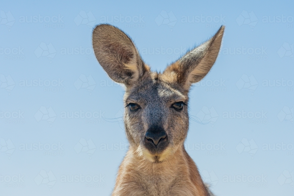 Close up view of a kangaroo's head and face with large ears staring straight ahead - Australian Stock Image
