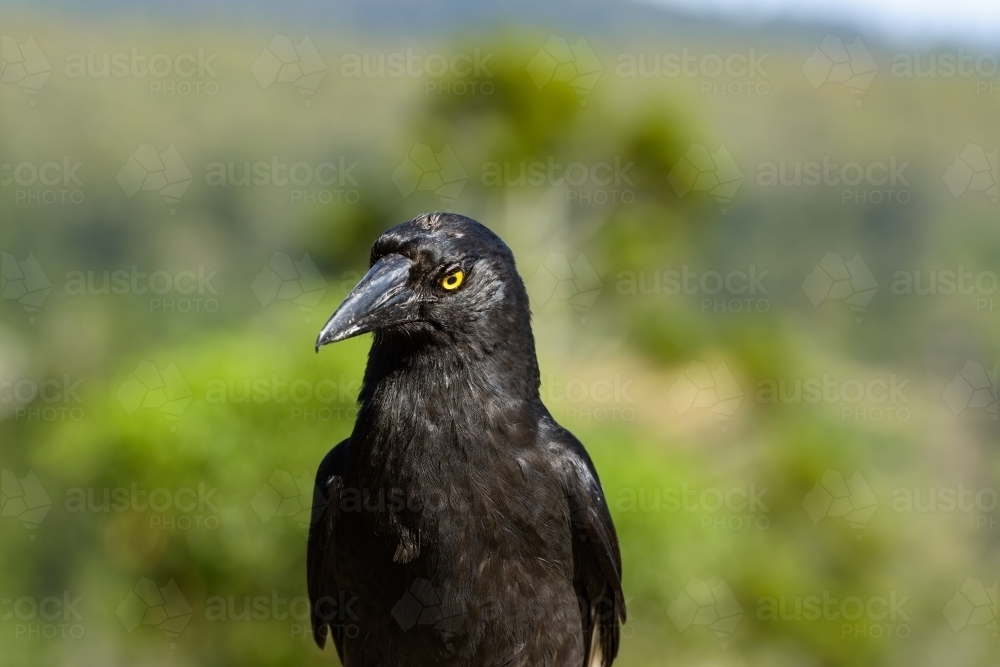 Close up view of a Pied Currawong with its large beak and yellow eye and blurred background - Australian Stock Image