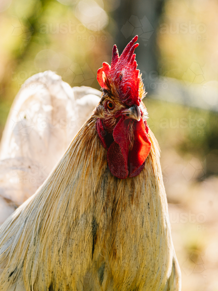 Close-up view of a rooster standing alert in a grassy outdoor - Australian Stock Image