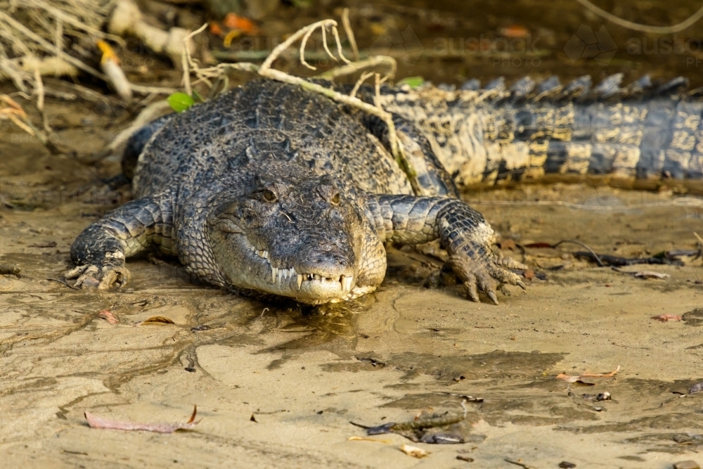 Close up view of a Salt Water Crocodile - Australian Stock Image